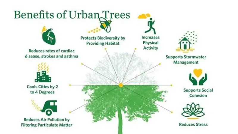 How Smart Tree Care Practices Benefit Urban Environments